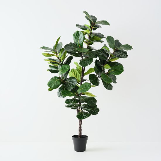 Fiddle Leaf Tree, Green 210cmh