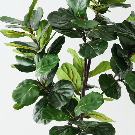 Fiddle Leaf Tree, Green 210cmh
