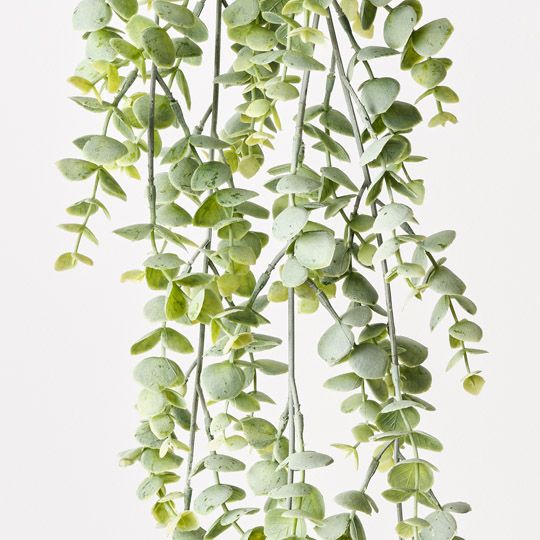 12 x Eucalyptus Hanging Bush Grey Green 74cml (FI7388GY)