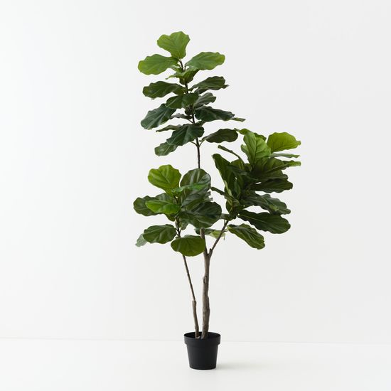 2 x Fiddle Leaf Tree, Green 180cmh