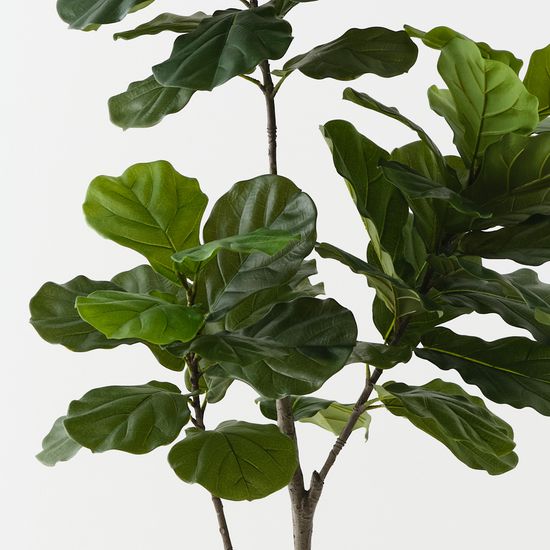 2 x Fiddle Leaf Tree, Green 180cmh