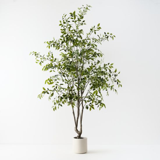Ficus Tree, Green 270cmh