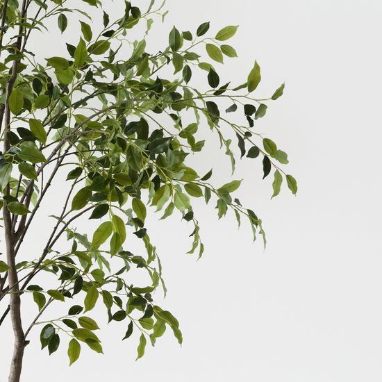 Ficus Tree, Green 270cmh