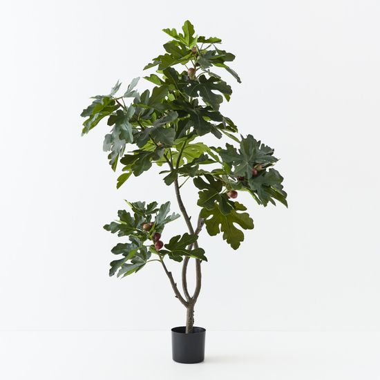 2 x Fig Tree, Green 160cmh