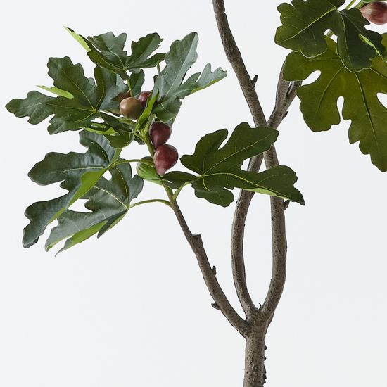 2 x Fig Tree, Green 160cmh