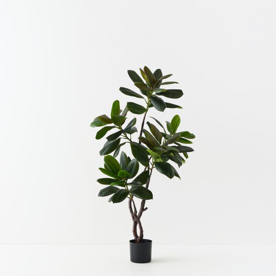 2 x Rubber Tree, Green 145cmh
