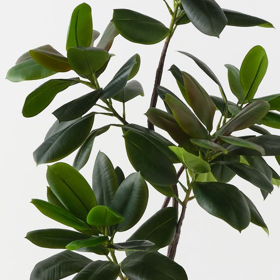 2 x Rubber Tree, Green 145cmh