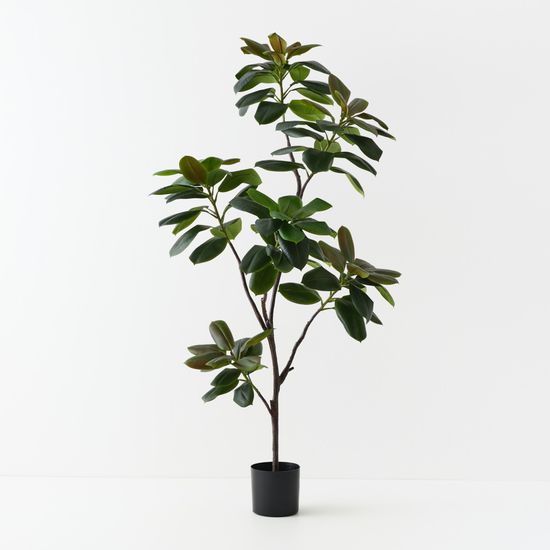 2 x Rubber Tree, Green 185cmh