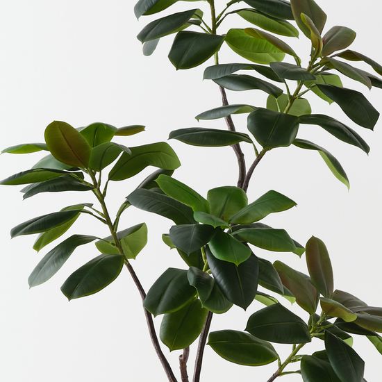 2 x Rubber Tree, Green 185cmh