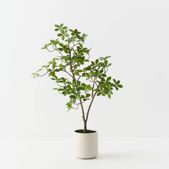 Cape Jasmine Tree, Green 90cmh