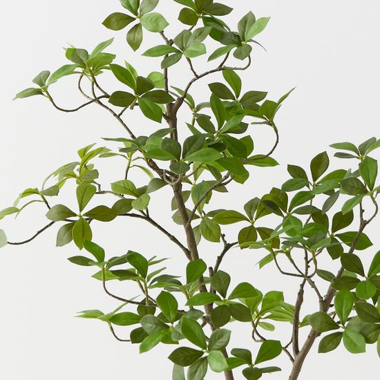 Cape Jasmine Tree, Green 90cmh