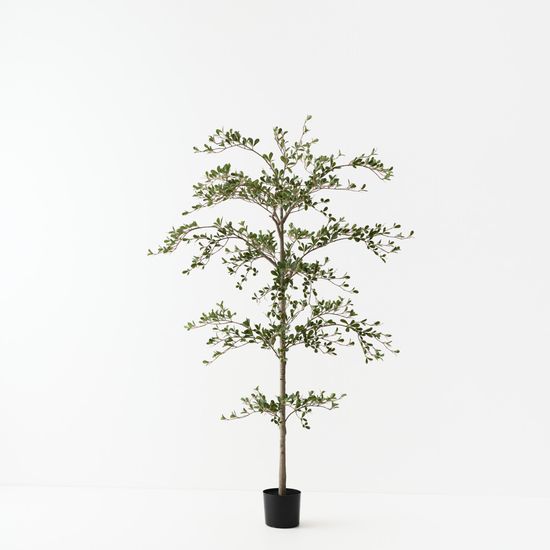 Black Olive Tree, Green 180cmh