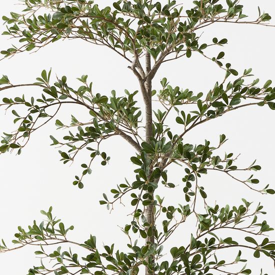 Black Olive Tree, Green 180cmh