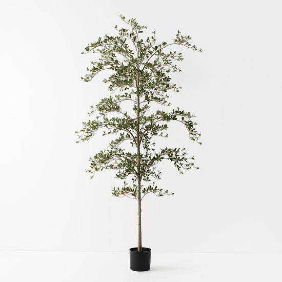 Black Olive Tree, Green 210cmh (FI11597GR)
