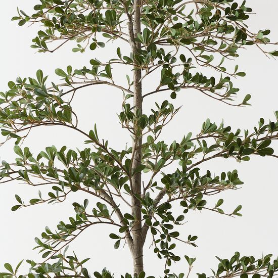 Black Olive Tree, Green 210cmh (FI11597GR)