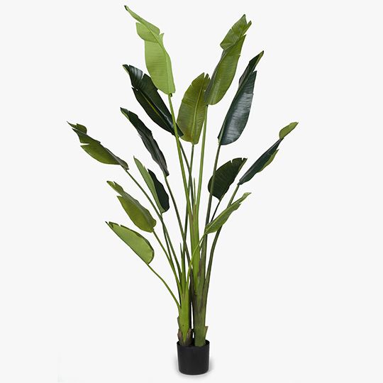 2 x Bird of Paradise Plant, Green 180cmh (FI4990GR)