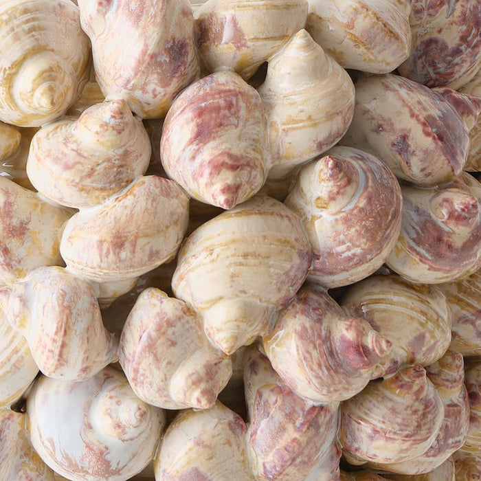 Nerea Vase - Shell, 27cml x 27cmw x 29cmh