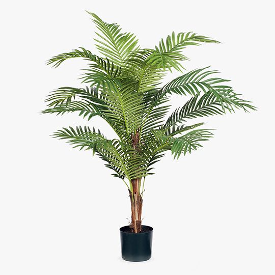 2 x Palm Kentia, Green 152cmh (FI7555GR)