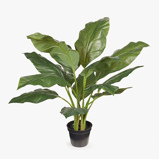 2 x Spathiphyllum Leaf Plant, Green 63cmh (FI7608GR)