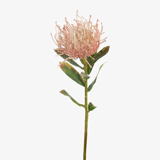 12 x Protea Leucospermum Light Pink 63cml (FI7680LP)