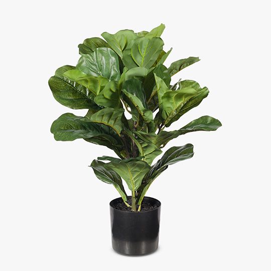 2 x Fiddle Leaf Plant, Green 53cmh (FI7709GR)