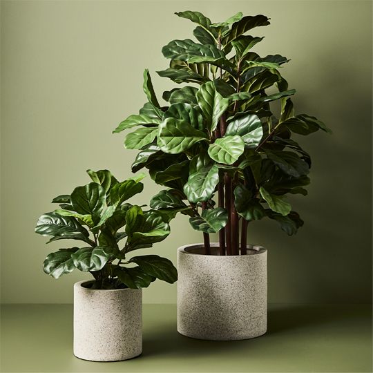 2 x Fiddle Leaf Plant, Green 53cmh (FI7709GR)