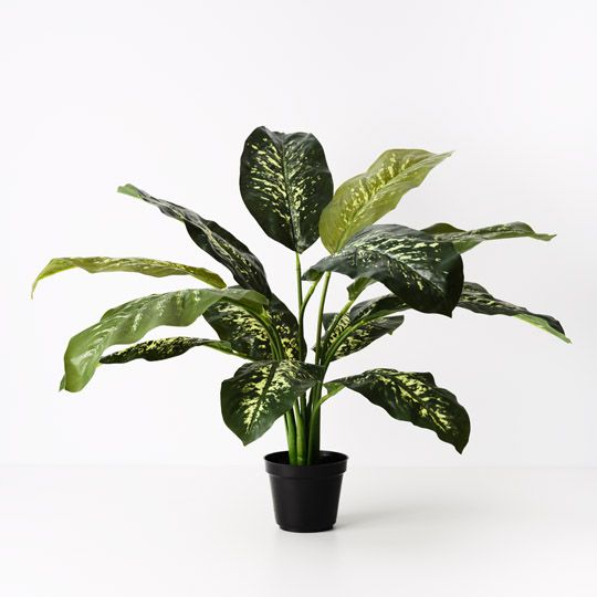 2 x Dieffenbachia Plant, Green Yellow 63cmh (FI7728GRY)