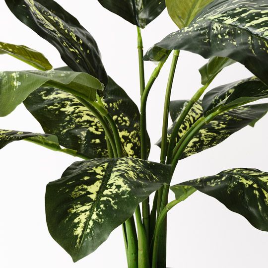 2 x Dieffenbachia Plant, Green Yellow 63cmh (FI7728GRY)