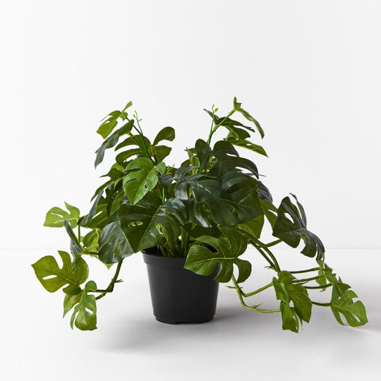 4 x Monstera Hanging Bush in Pot, Green 30cml (FI7739GR)