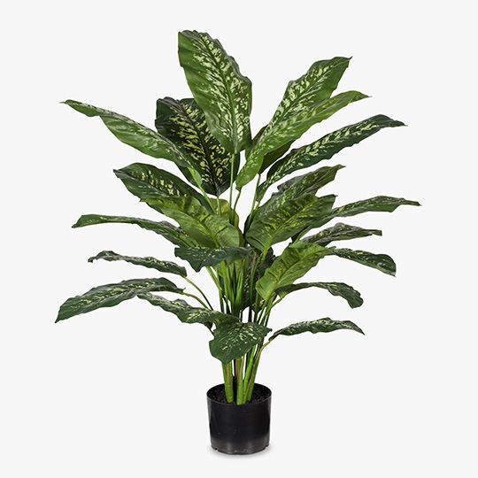 2 x Dieffenbachia Plant, Green Yellow 111cmh (FI7730GRY)