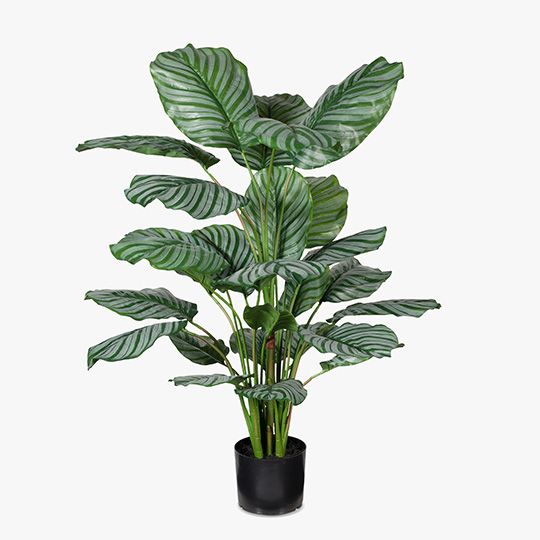 2 x Calathea Plant, Green 111cmh (FI7731GR)