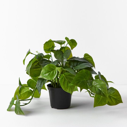 4 x Philodendron Hanging Bush in Pot, Green 30cml (FI7740GR)