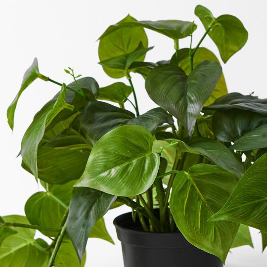 4 x Philodendron Hanging Bush in Pot, Green 30cml (FI7740GR)