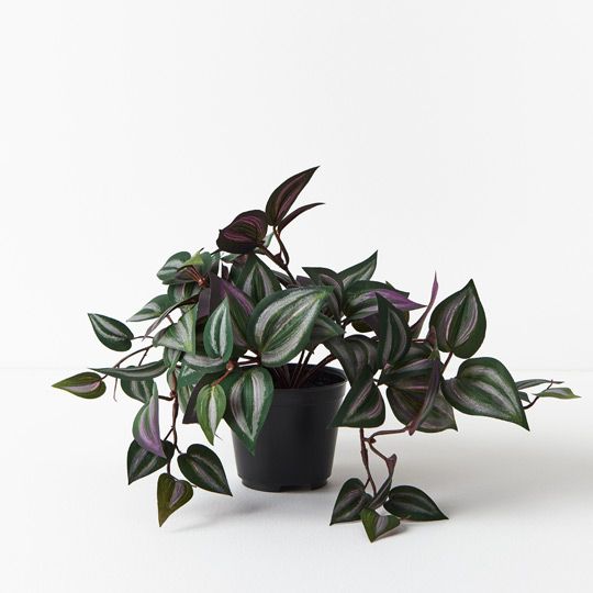 6 x Wandering Jew Hanging Bush in Pot, Dark Green 30cml (FI7743DG)