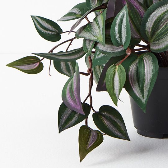 6 x Wandering Jew Hanging Bush in Pot, Dark Green 30cml (FI7743DG)