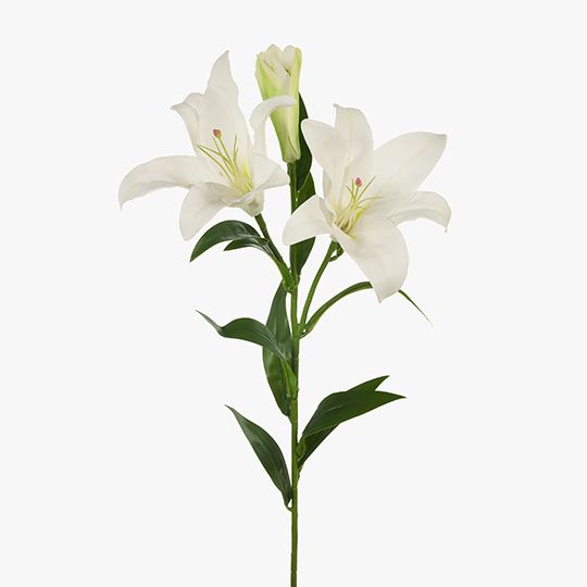 12 x Lily Asiatic White 87cml (FI7790WH)