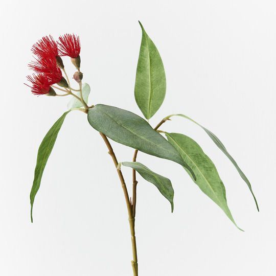 12 x Eucalyptus Flowering Red 53cml (FI7858RD)