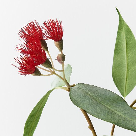 12 x Eucalyptus Flowering Red 53cml (FI7858RD)