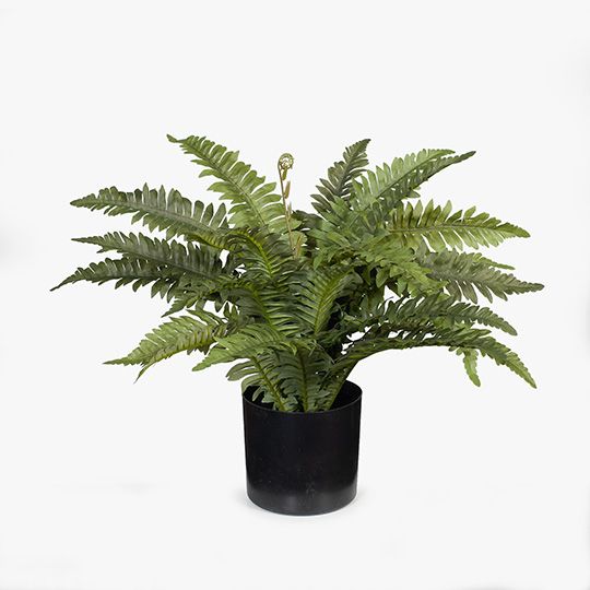 4 x Fern Boston in Pot, Green 40cmh (FI7870GR)