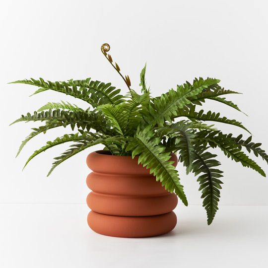 4 x Fern Boston in Pot, Green 40cmh (FI7870GR)