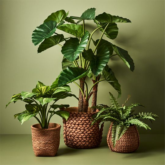 4 x Fern Boston in Pot, Green 40cmh (FI7870GR)