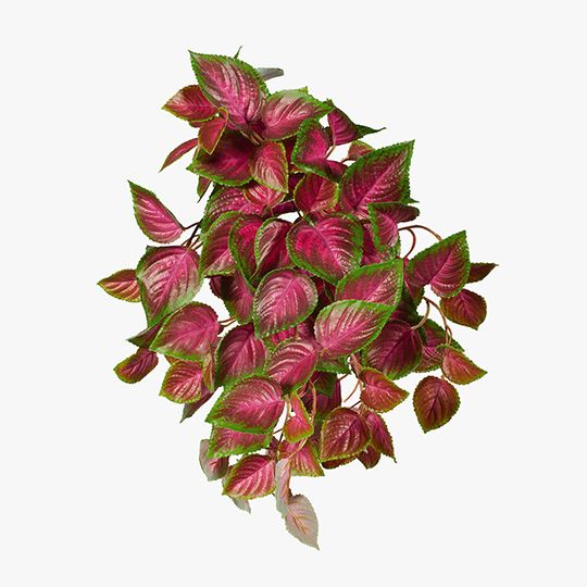 12 x Coleus Hanging Bush (UV) Pink Green 52cml (FI7935PG)