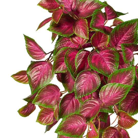 12 x Coleus Hanging Bush (UV) Pink Green 52cml (FI7935PG)