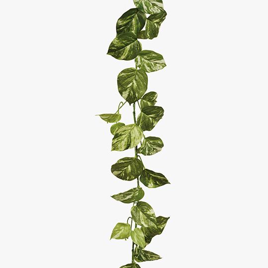 12 x Pothos Marble Garland Variegated 168cml (FI7960VG)