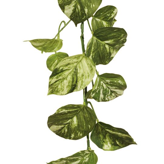 12 x Pothos Marble Garland Variegated 168cml (FI7960VG)