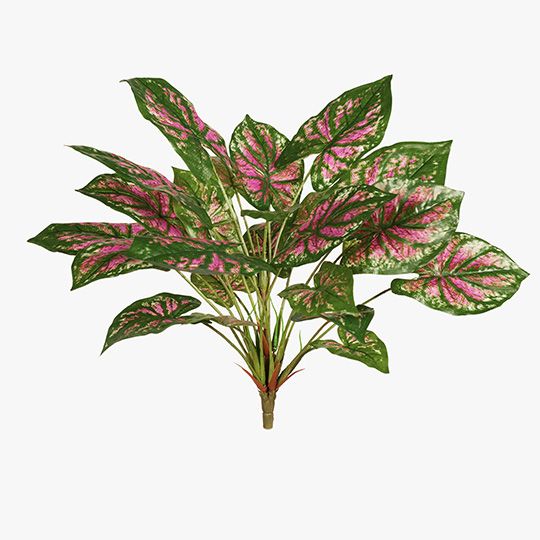 2 x Caladium Bush Pink Green 40cml (FI7955PG)