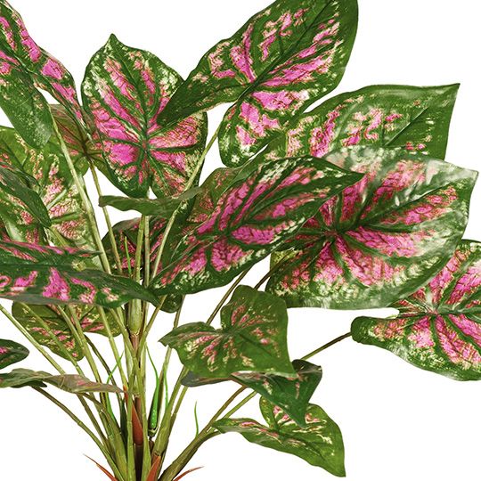 2 x Caladium Bush Pink Green 40cml (FI7955PG)