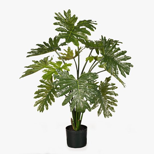 2 x Philodendron Selloum Plant, Green 94cmh (FI7974GR)