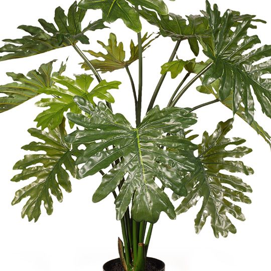 2 x Philodendron Selloum Plant, Green 94cmh (FI7974GR)