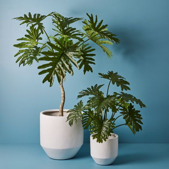 2 x Philodendron Selloum Plant, Green 94cmh (FI7974GR)